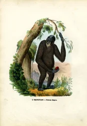 Orang-Utan, 1863-79
